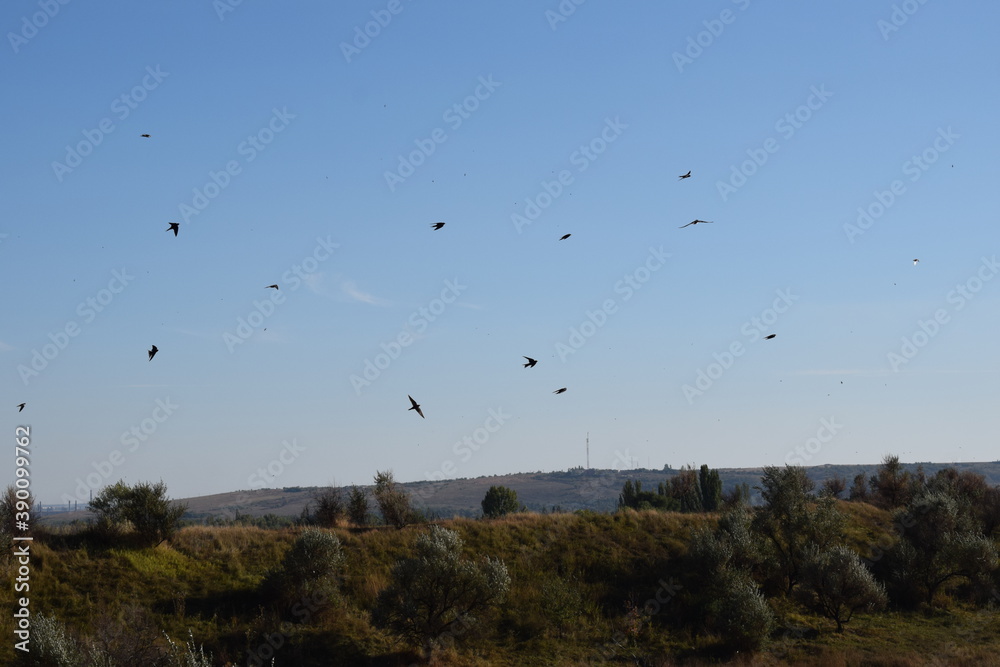 Fototapeta premium birds in flight over the field