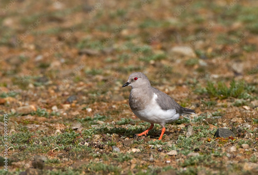 Magellanic Plover, Pluvianellus socialis Magellanic Plover, Pluvianellus socialis