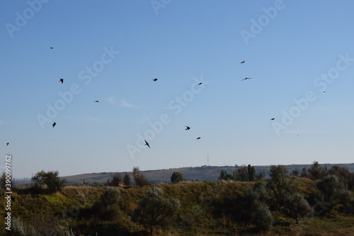 
birds in flight over the field