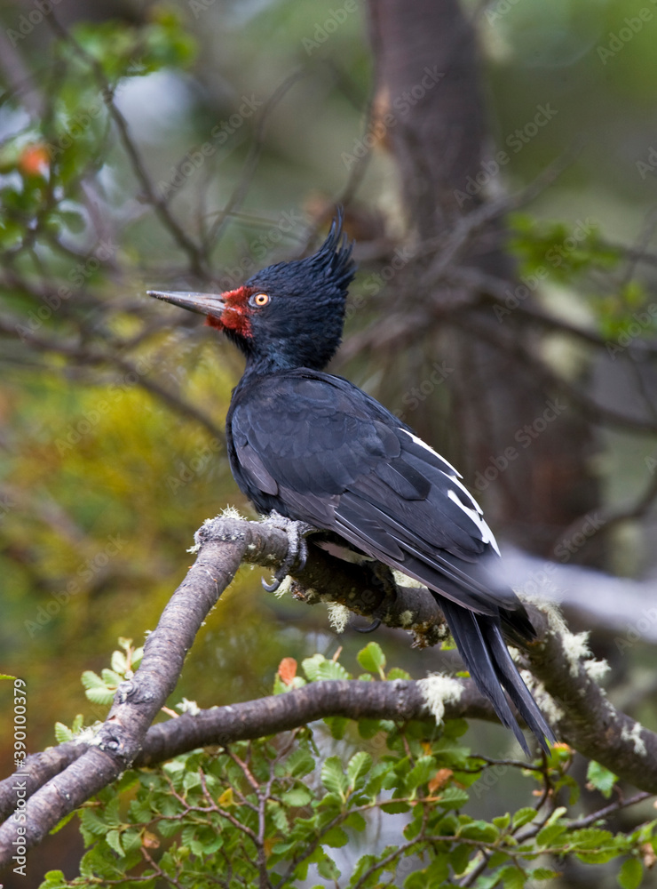Fototapeta premium Magellanic Woodpecker, Campephilus magellanicus