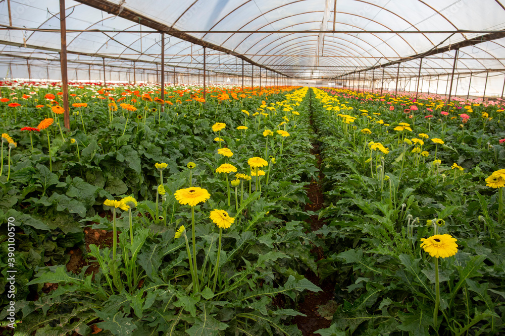 Fresh Gerbera flowers field, greenhouse