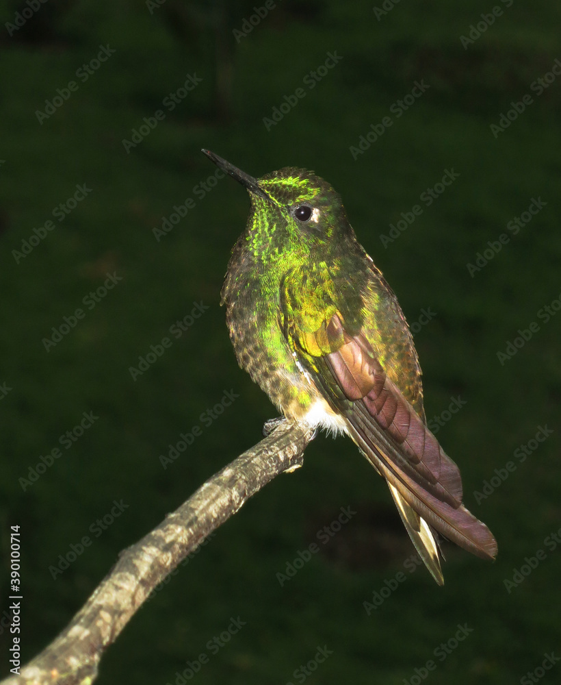 Fototapeta premium Bruinstaart-hoornkolibrie, Buff-tailed Coronet, Boissonneaua flavescens