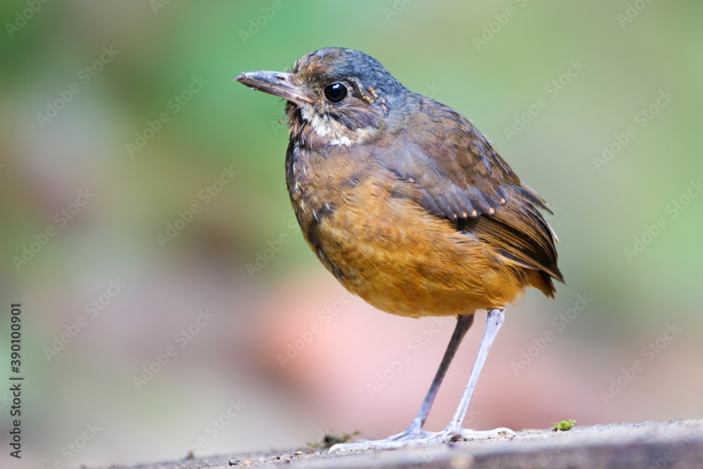 Fototapeta premium Moustached Antpitta, Grallaria alleni