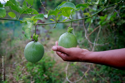 mata de sao joao, bahia / brazil - november 3, 2020: passion fruit plantation on a farm in the rural area of the city of Mata de Sao Joao. photo