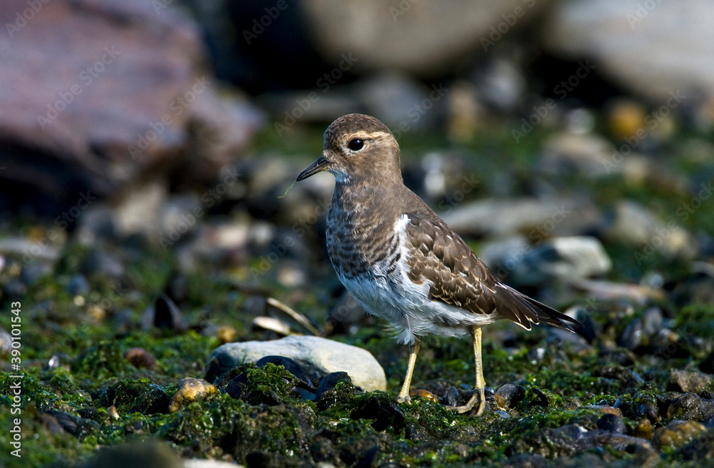 Fototapeta premium Rufous-chested Dotterel, Charadrius modestus