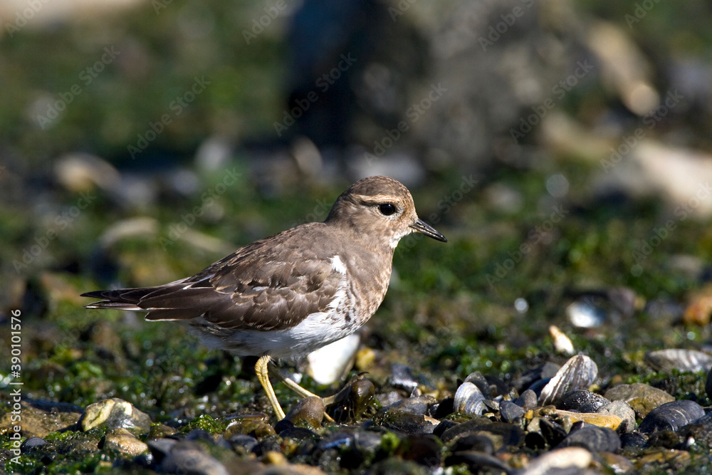 Rufous-chested Dotterel, Charadrius modestus Rufous-chested Dotterel, Charadrius modestus