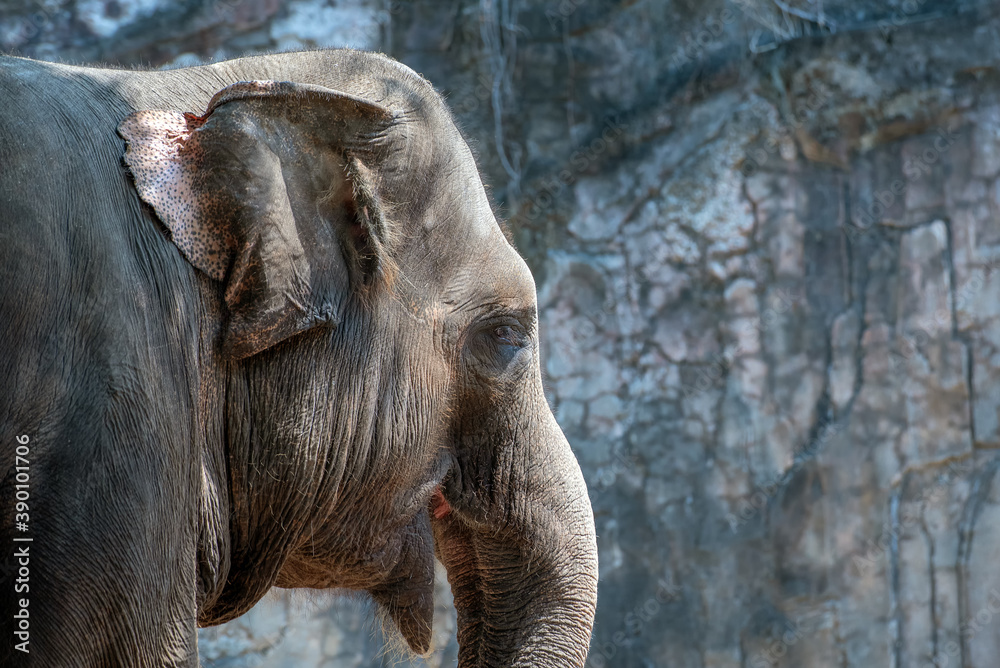 Naklejka premium portrait of an elephant