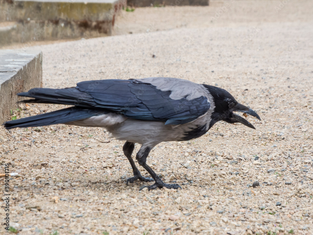 Obraz premium Corvus corone _ Askraehe Nebelkraehe