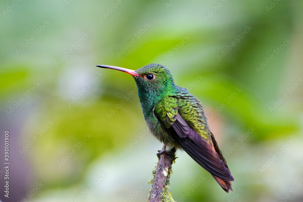 Fototapeta premium Roodstaartamazilia, Rufous-tailed Hummingbird, Amazilia tzacatl