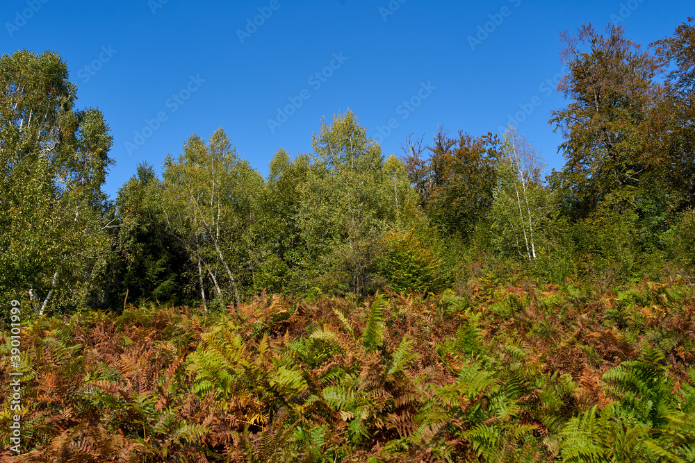 Deciduous forest and hiking trail