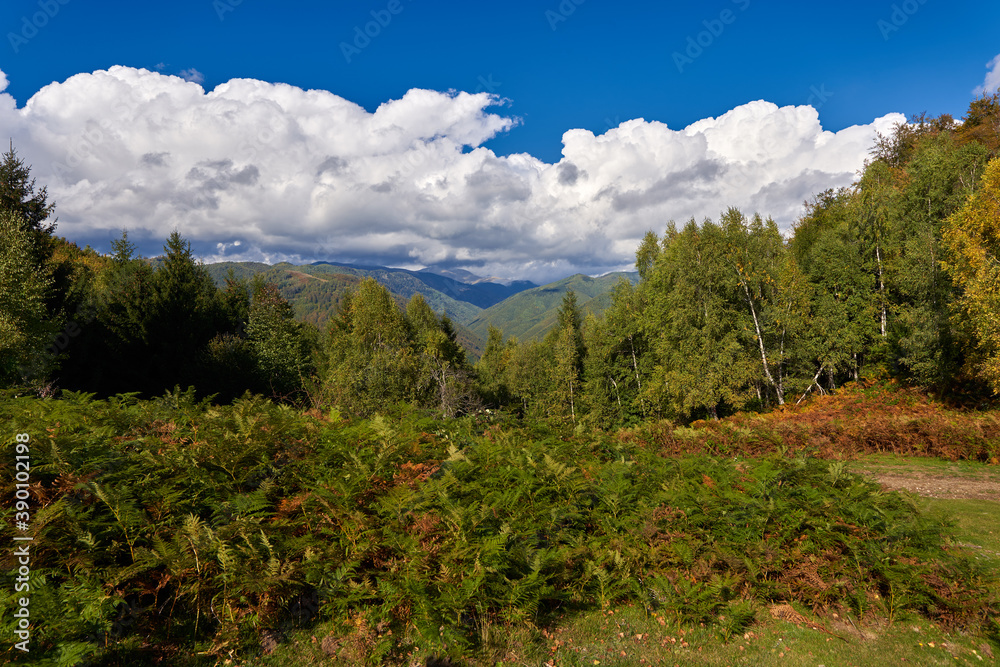 Deciduous forest and hiking trail Deciduous forest and hiking trail