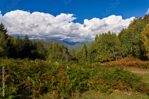 Deciduous forest and hiking trail