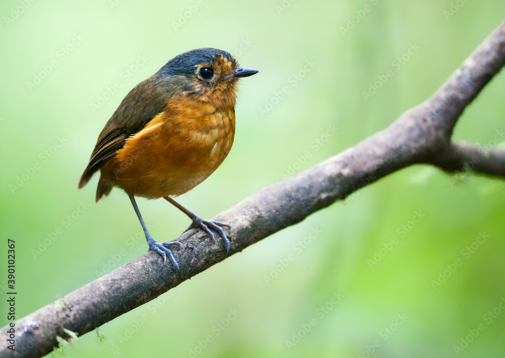 Slate-crowned Antpitta, Grallaricula nana Slate-crowned Antpitta, Grallaricula nana