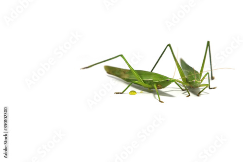  green grasshopper is a devastating pest, eats vegetables and gardeners' agricultural produce on a white background and feeds on small insects.
