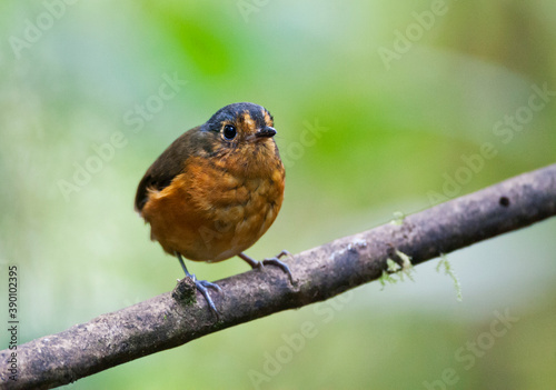 Slate-crowned Antpitta, Grallaricula nana