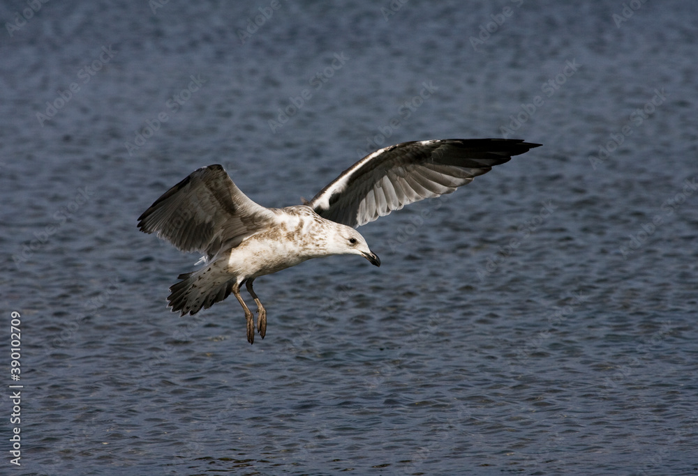 South American Kelp Gull, Larus dominicanus