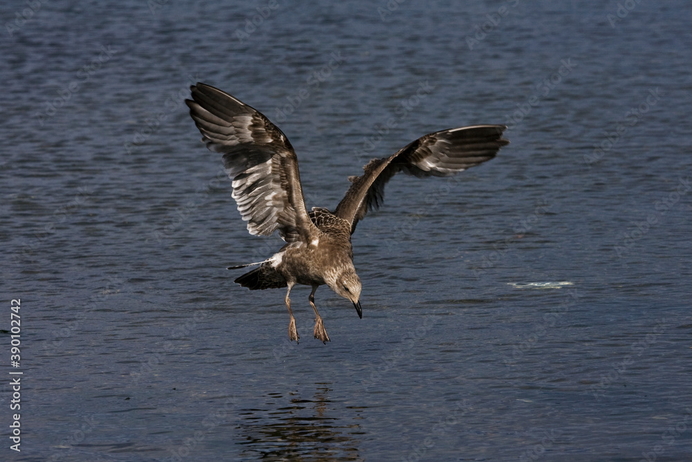 South American Kelp Gull, Larus dominicanus South American Kelp Gull, Larus dominicanus