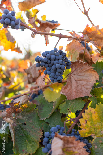 vineyards with grapes in autumn