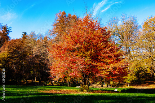 autumn trees in the park