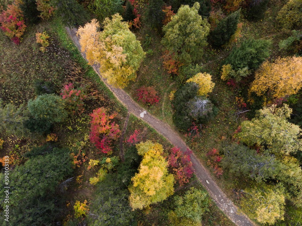 Road in the autumn forest aerial view Road in the autumn forest aerial view