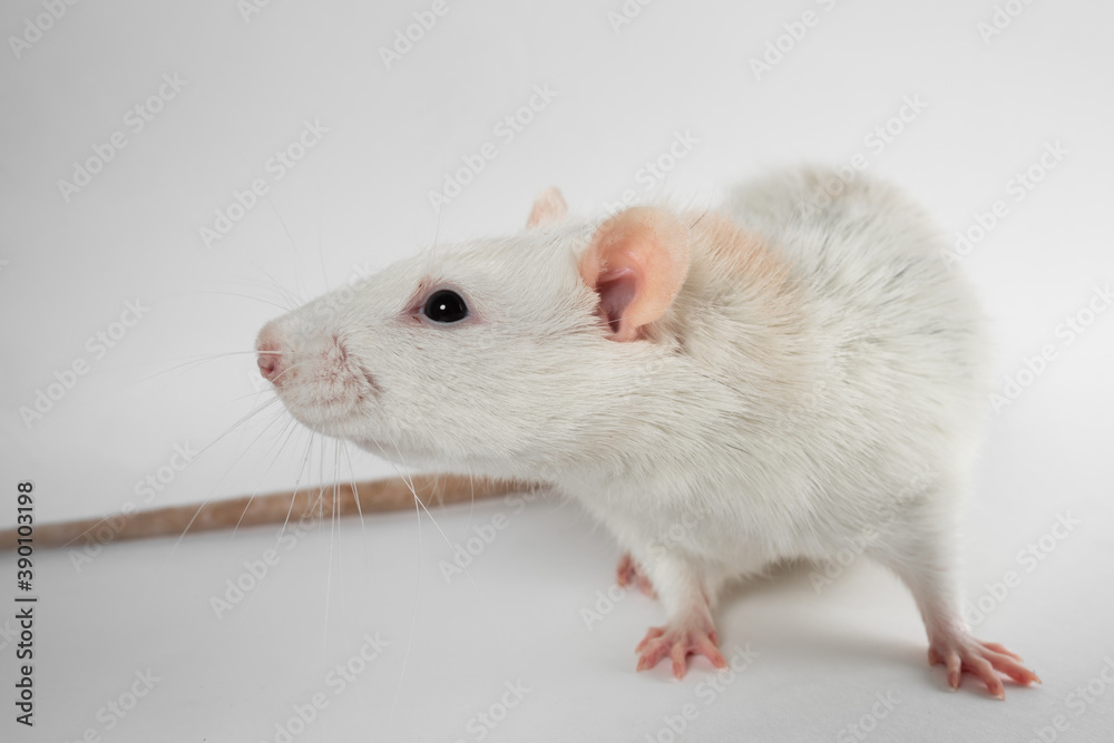 white laboratory rat isolated on grey background white laboratory rat isolated on grey background