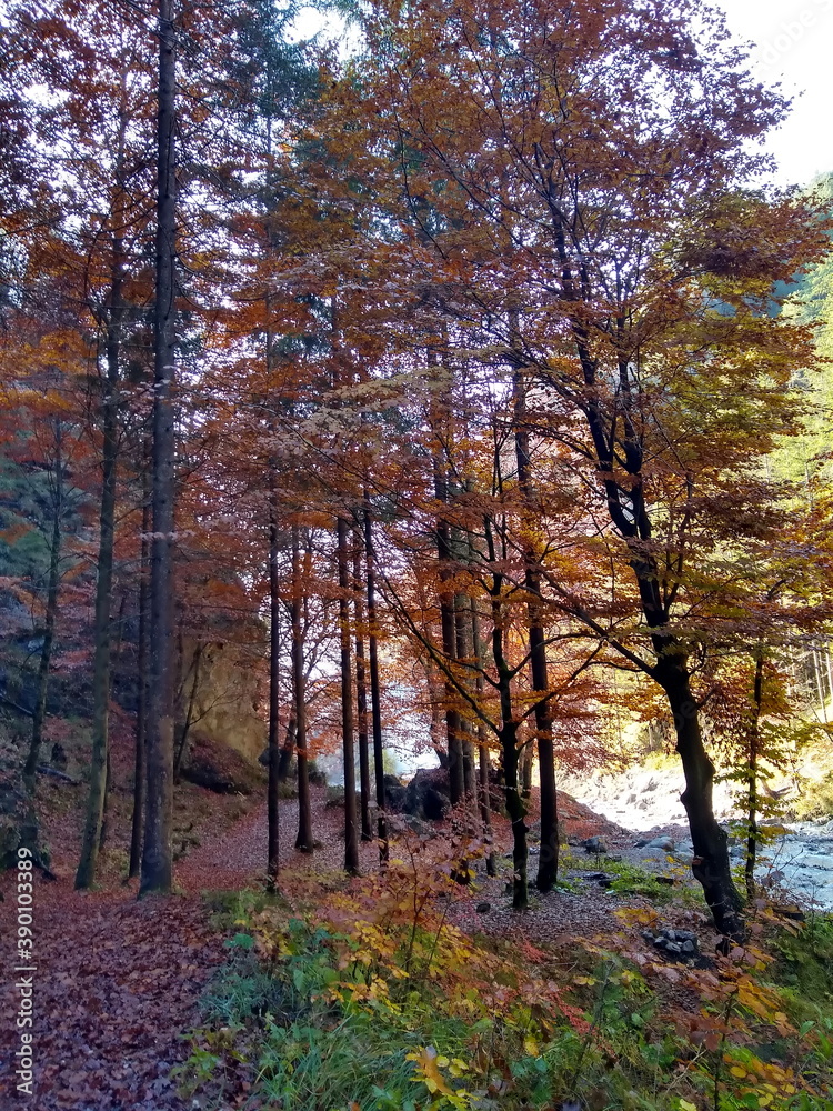 Malerischer Herbstwald mit buntem Laub