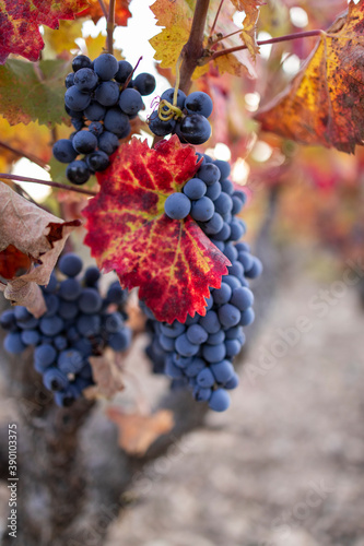 vineyards with grapes in autumn
