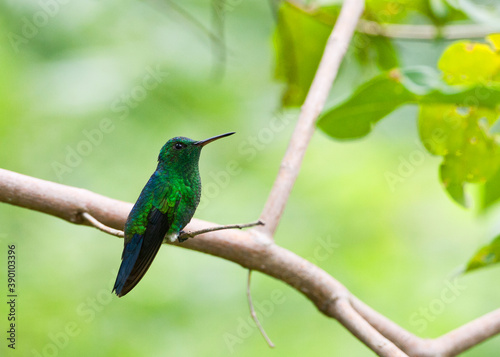 Blauwbuikamazilia, Steely-vented Hummingbird, Amazilia saucerottei