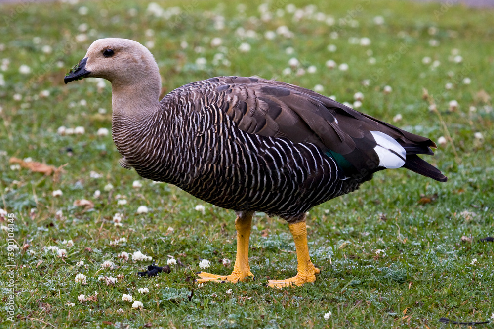 Upland Goose, Chloephaga picta Upland Goose, Chloephaga picta