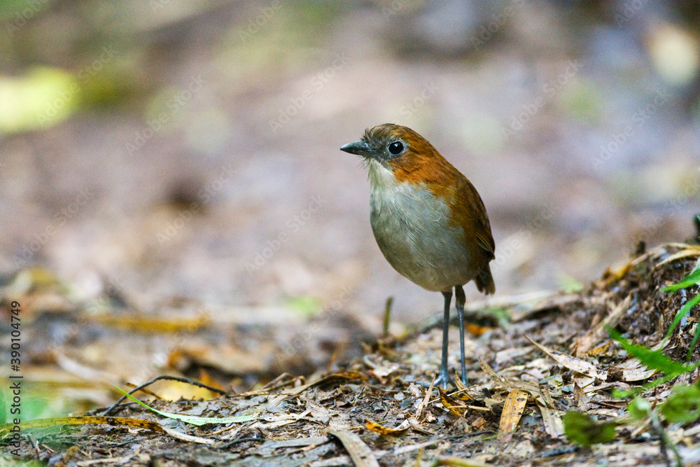 White-bellied Antpitta, Grallaria hypoleuca White-bellied Antpitta, Grallaria hypoleuca