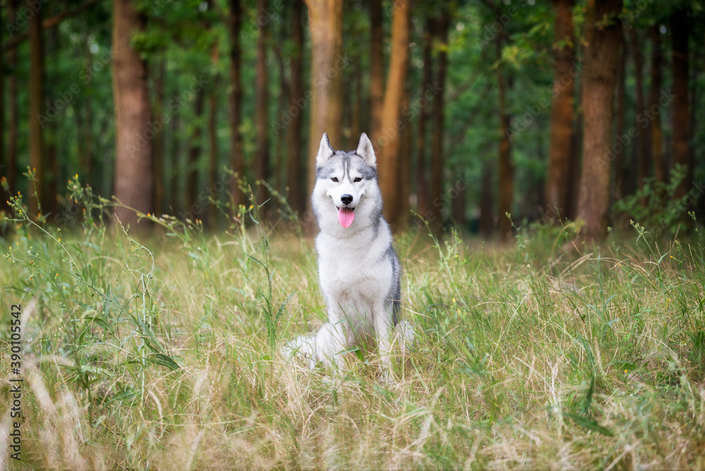 A young Siberian Husky sitting in a green gress in a forest. She has amber eyes, grey and white fur. There are a lot of trees with brown trunks in the background.. A young Siberian Husky sitting in a green gress in a forest. She has amber eyes, grey and white fur. There are a lot of trees with brown trunks in the background..