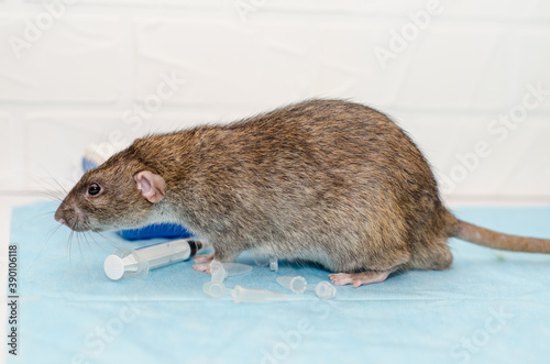 Gray rat at veterinarian doctor appointment with test tubes. Examination of rat, inspection of ears and blood