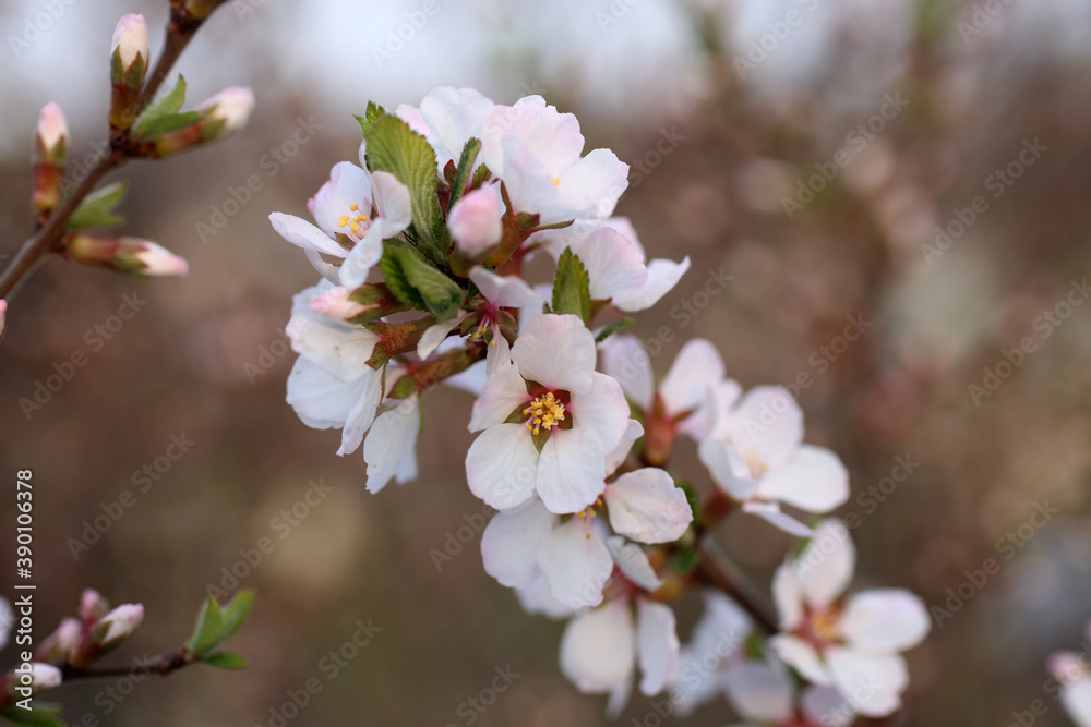 Nanking cherry blossom. Sakura
