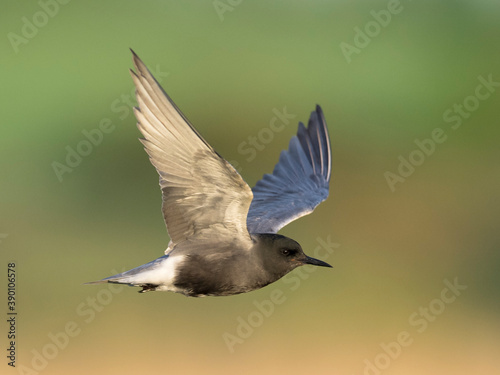 Black Tern, Chlidonias niger © AGAMI