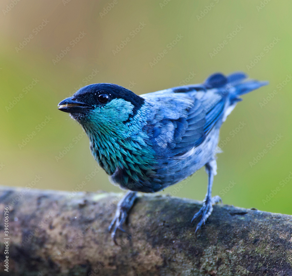 Naklejka premium Heines Tangare, Black-capped Tanager, Tangara heinei