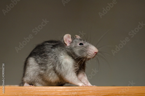 Small fluffy gray rat sits on table in the rays of the sun, with a large mustache and looks curiously