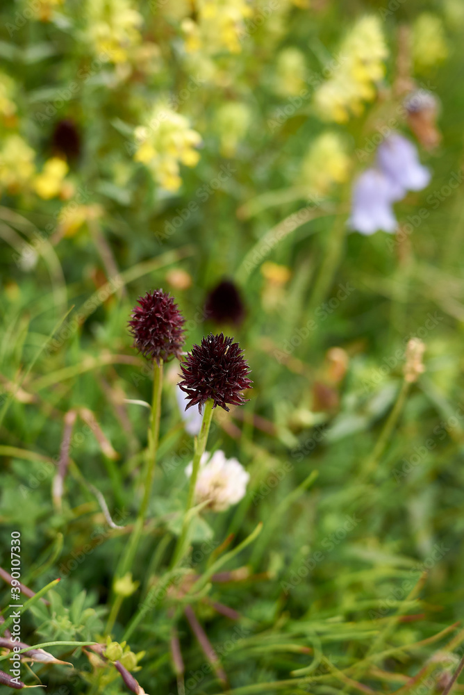 Gymnadenia rhellicani Gymnadenia rhellicani