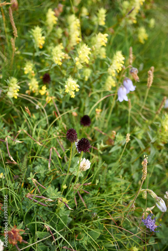 Gymnadenia rhellicani  photo