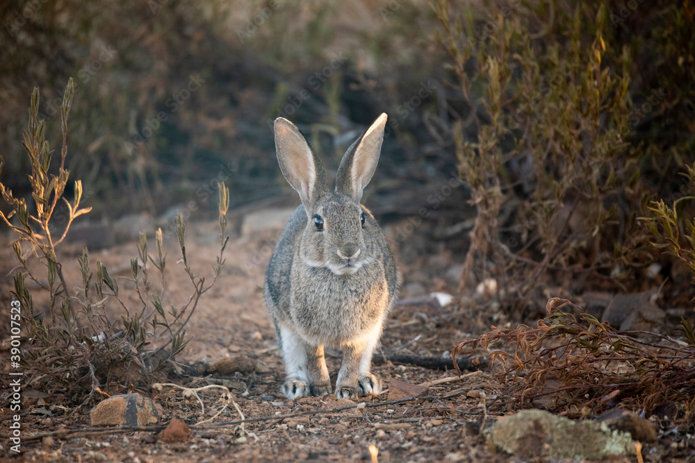 Obraz premium European rabbit (Oryctolagus cuniculus)