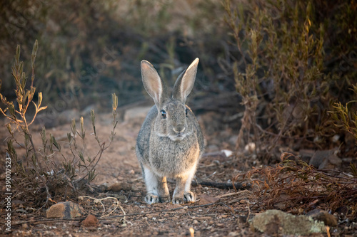 European rabbit (Oryctolagus cuniculus)