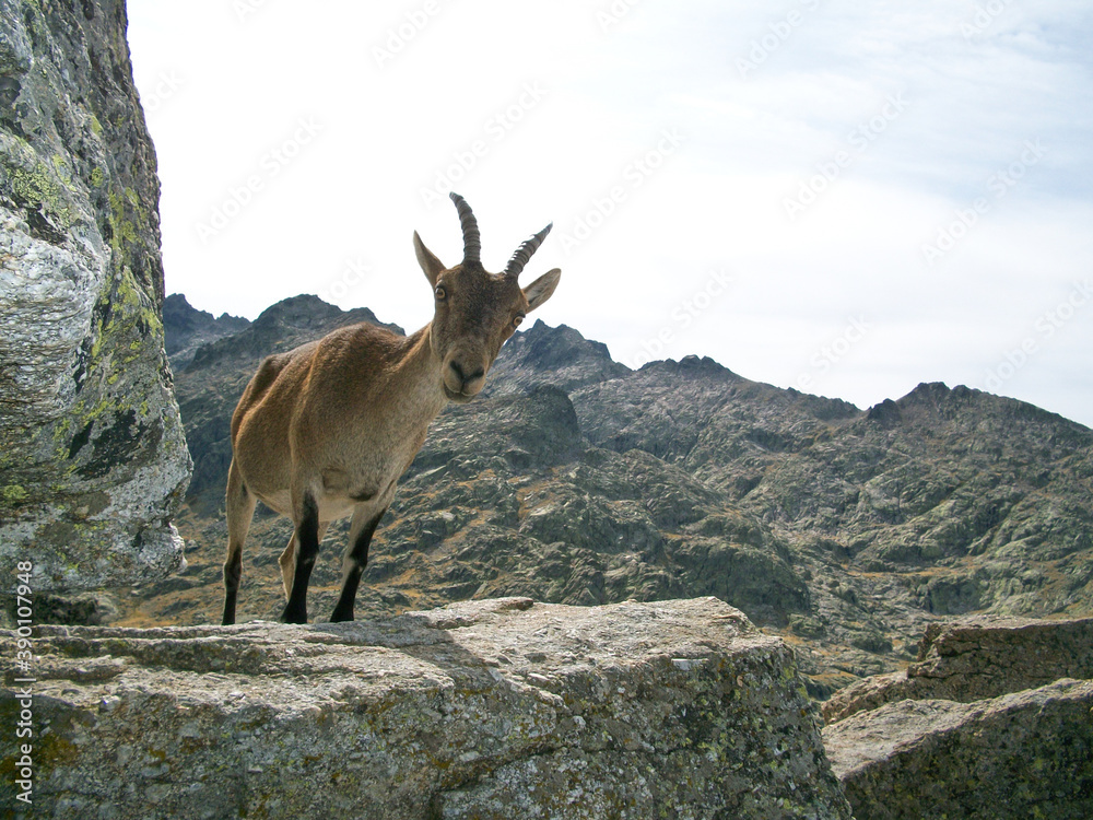 A mountain goat in the Sierra de Gredos. Avila. Castile and Leon. Spain A mountain goat in the Sierra de Gredos. Avila. Castile and Leon. Spain