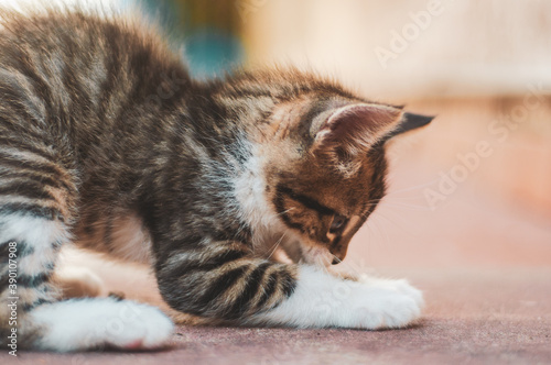 Fototapeta Naklejka Na Ścianę i Meble -  beautiful little furry baby cat in closeup playing
