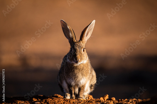 European rabbit (Oryctolagus cuniculus) photo