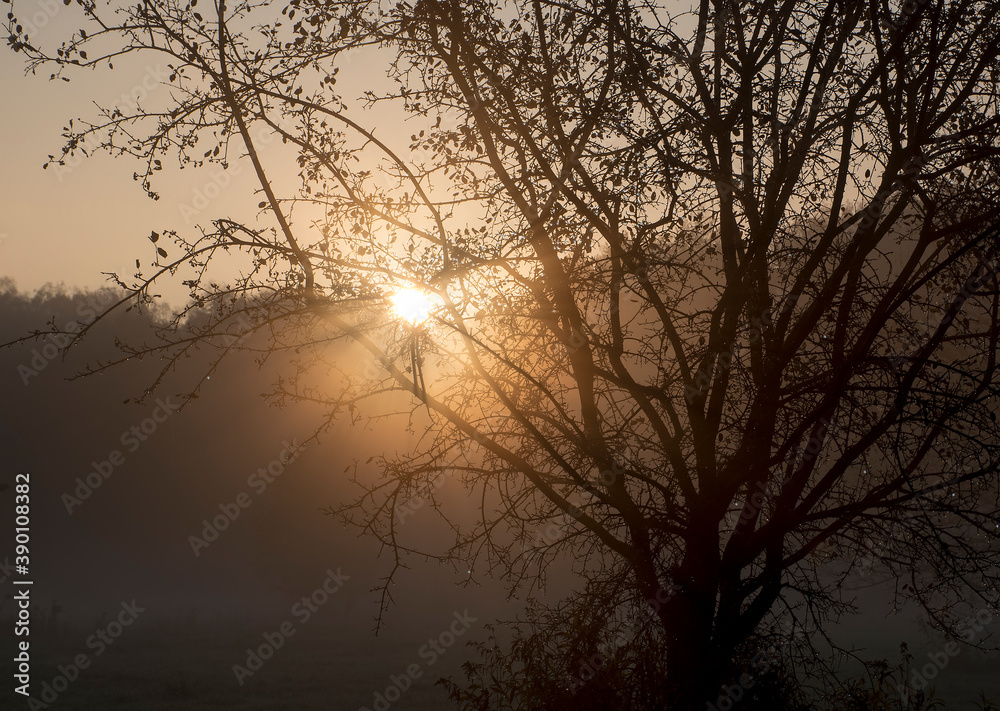 Orange sunrise illuminating tiny drops of dew that are shining on the branches of a bush. Early morning in a meadow near Warsaw, Poland. Orange sunrise illuminating tiny drops of dew that are shining on the branches of a bush. Early morning in a meadow near Warsaw, Poland.