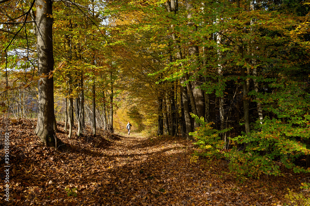 Fototapeta premium Colorful autumn in the sunny forest