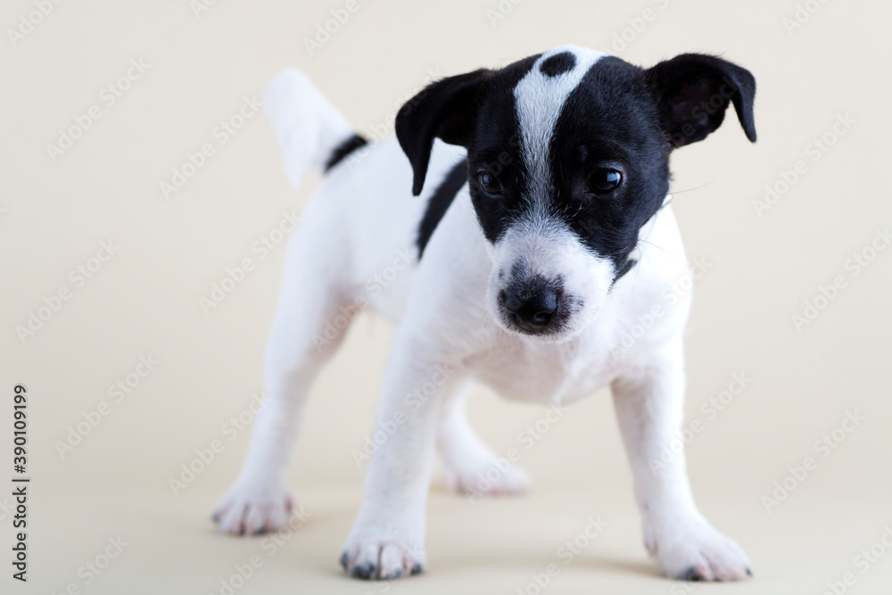 Adorable black and white jack russell terrier puppy standing on photo studio floor. Selective focus.