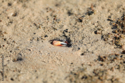 small crab in the sand on the shore of the Red Sea