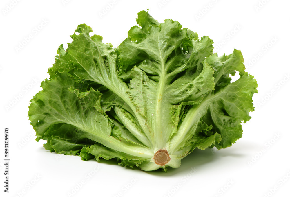 Fresh lettuce on white background Fresh lettuce on white background
