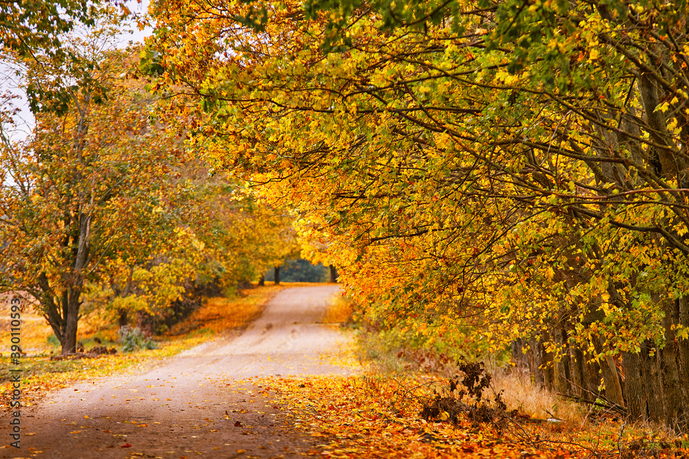 Dirt country sand road, lane with trees in autumn. Beautiful nature landscape. Fall season