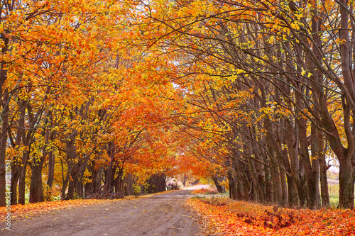 Obraz na płótnie Fall season. Rows of trees lining long empty path. Park alley in Belarus w salonie